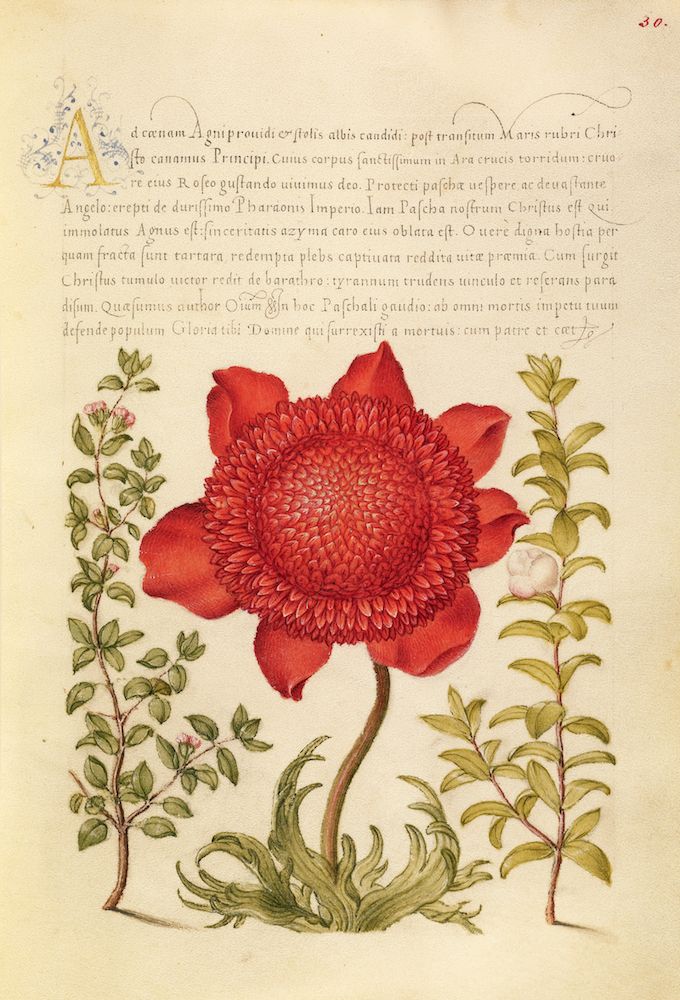 A detailed illustration from a medieval manuscript page featuring a large, vibrant red flower surrounded by sprigs of green plants. The page is filled with dense, handwritten text in Latin.