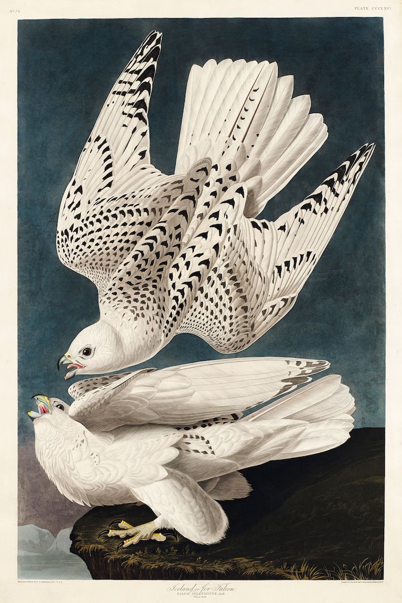 Vintage illustration of two Iceland Falcons, one in flight and one perched on a nest.