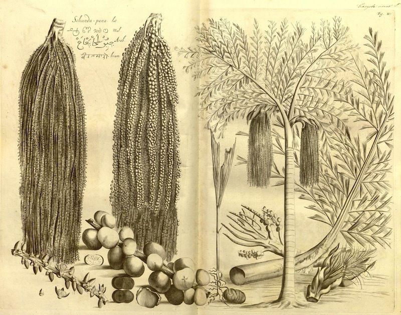Vintage botanical illustration of a plant with long cylindrical fruits and a tree with similar fruits hanging from its branches.
