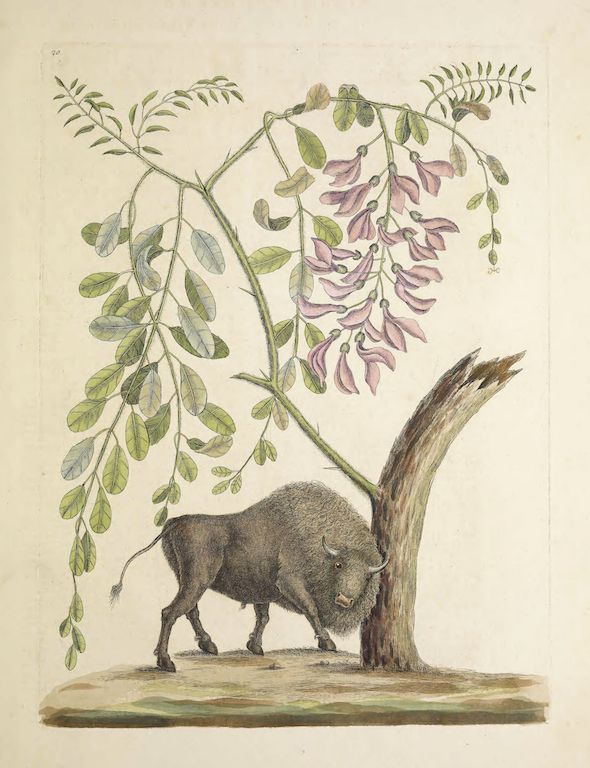 Vintage botanical illustration of a bison standing next to a tree with a cascading plant covered in pink and purple flowers.
