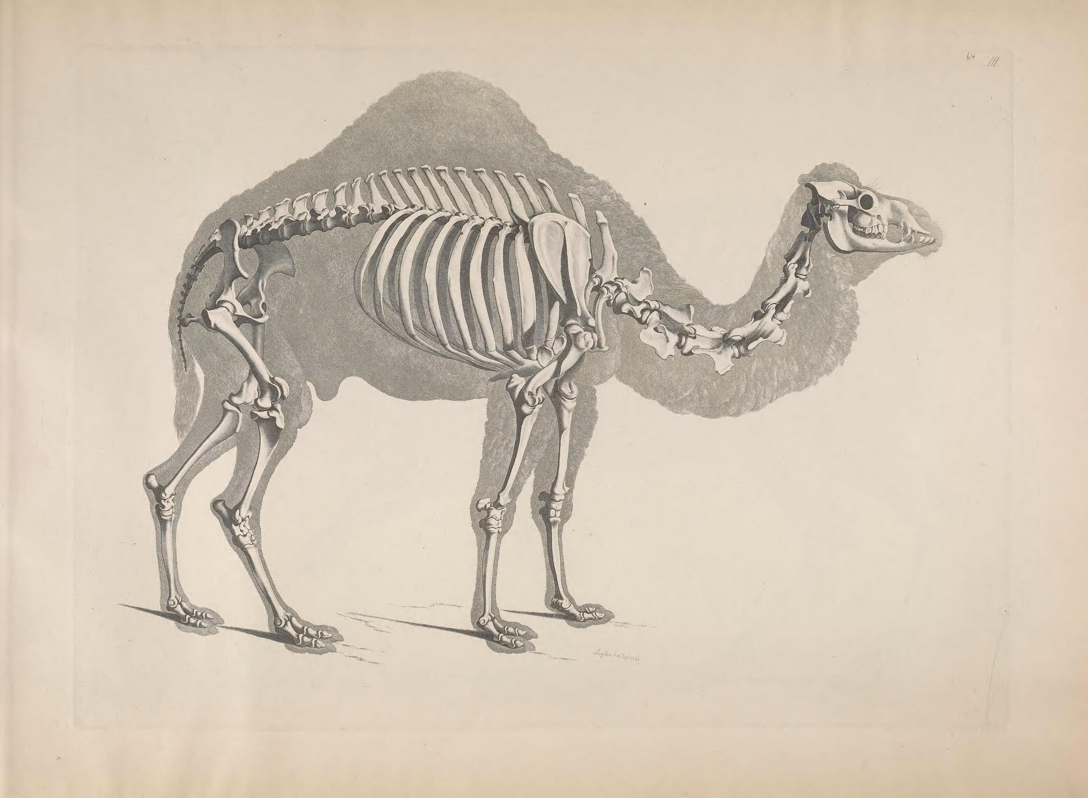Vintage illustration of a camel's skeleton overlaid on the animal's form.