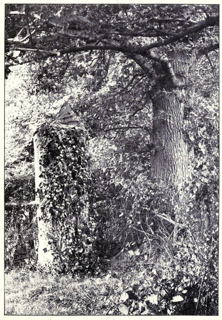 A black and white photograph of a weathered tombstone surrounded by the roots of a large tree.