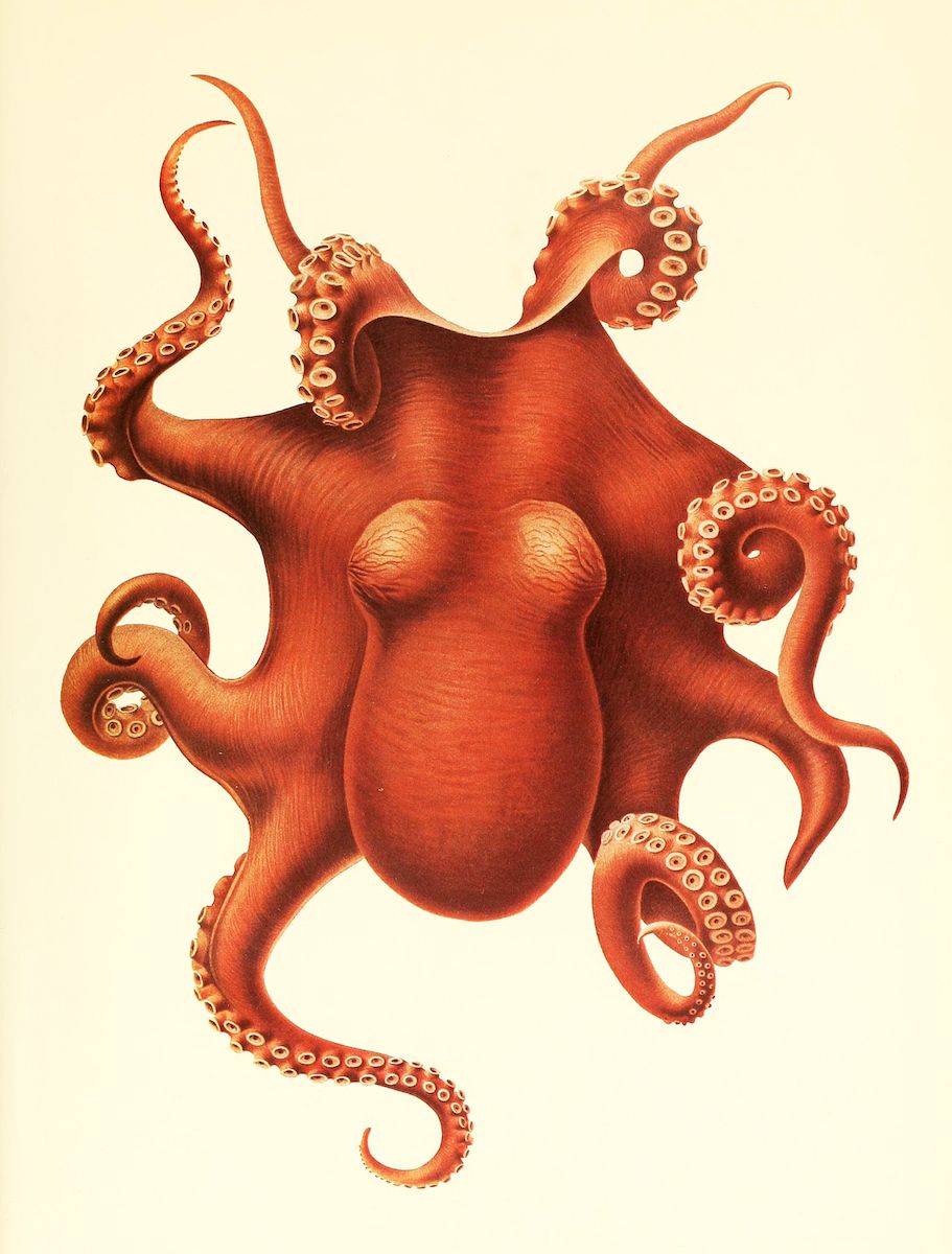 Vintage illustration of a reddish-brown octopus with detailed suckers on its arms, set against a pale yellow background.