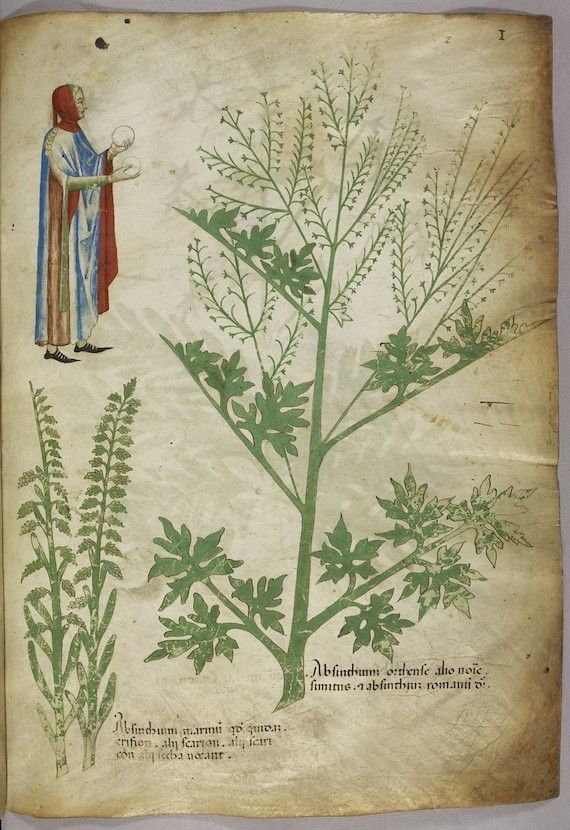 A page from a medieval herbal manuscript with a detailed illustration of a plant and a figure holding a bowl.