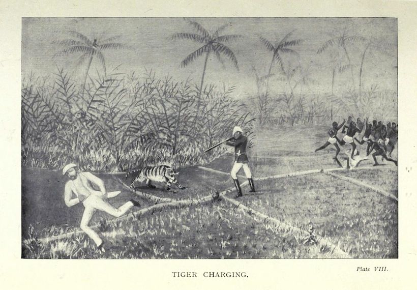 A black and white illustration of a tiger charging towards a man and a group of people in a tropical environment.