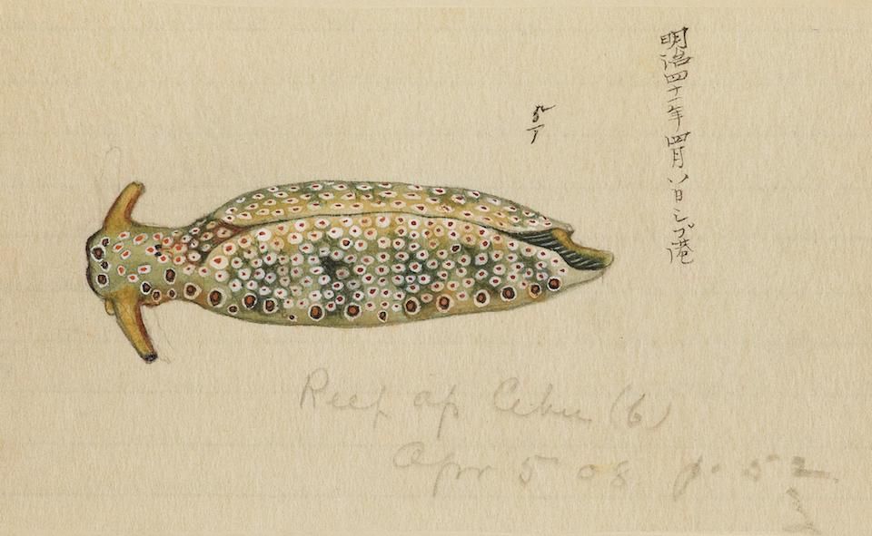 Watercolor painting of a sea slug with Japanese calligraphy and English writing.