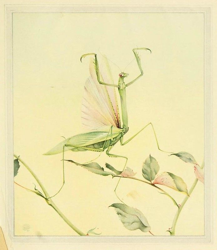 A vintage illustration of a green praying mantis perched on a branch with heart-shaped leaves against a pale yellow background.