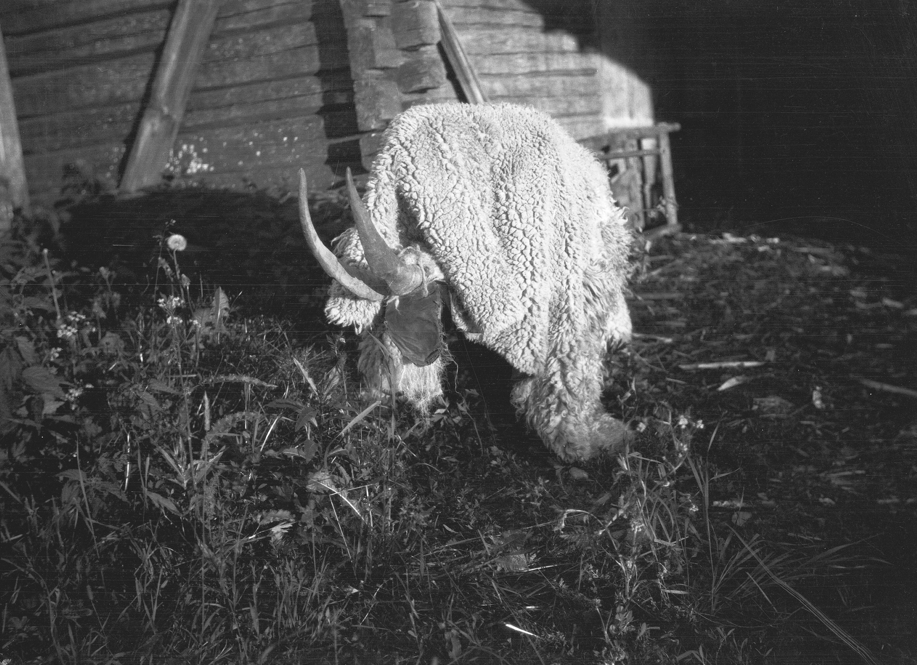 A black and white photograph of a goat grazing in a field in front of a wooden building.