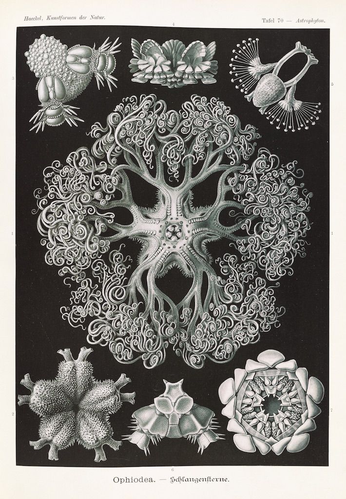 A vintage biological illustration of various starfish and brittle stars, rendered in detailed line drawings against a black background.