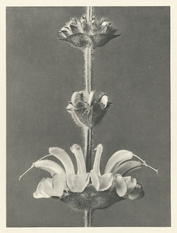 A vintage black and white photograph of a flower stem with a bloom and buds.