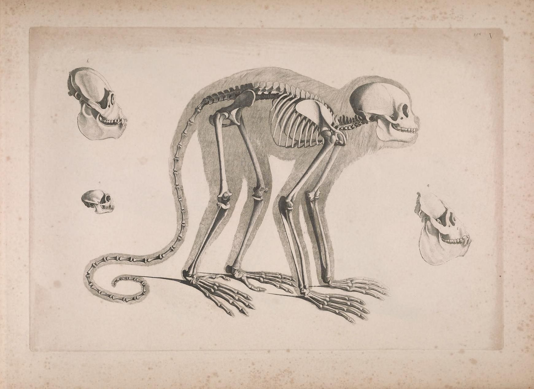Vintage illustration of a monkey skeleton in a crouching position, surrounded by three separate depictions of monkey skulls.