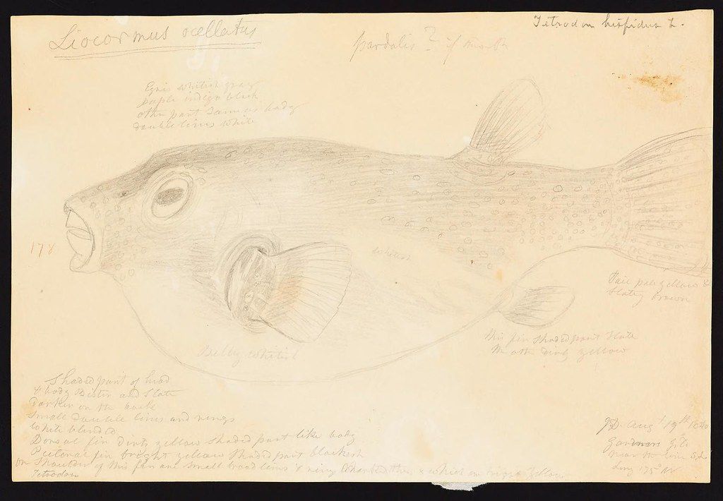 A sepia-toned drawing of a fish on aged paper with handwritten notes and labels.