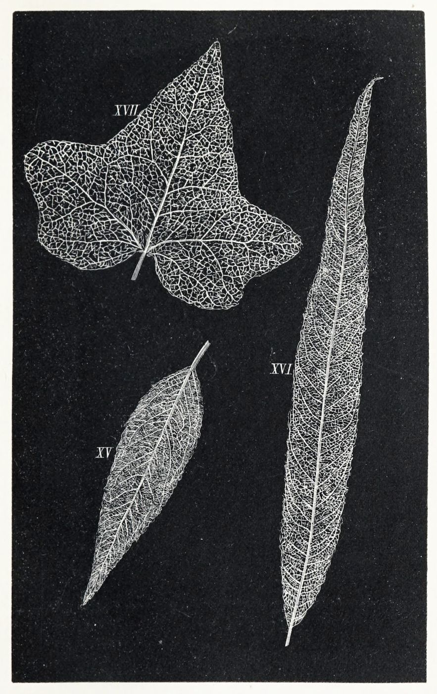 Vintage botanical illustration of three skeletonized leaves labeled with Roman numerals against a black background.