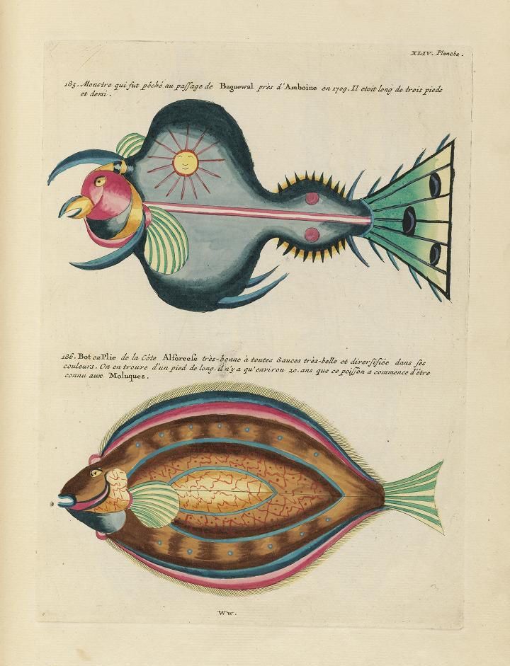 Vintage illustration of two unusual fish with detailed patterns and handwritten French text.