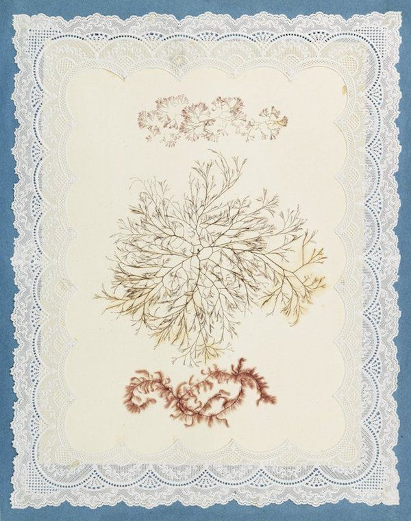 A vintage botanical illustration featuring pressed seaweed specimens arranged on a cream-colored paper background, framed by a decorative border of intricate white lace.