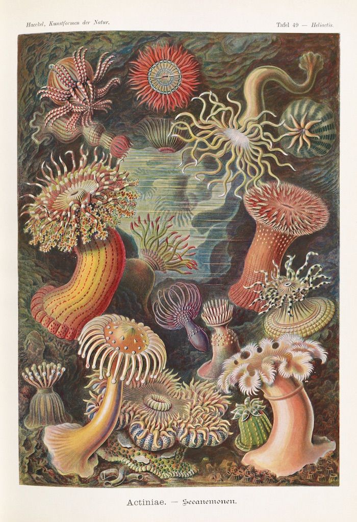 Vintage scientific illustration of various sea anemones in shades of pink, red, purple, and white, with the text 'Actiniae. - Seeanemonen.' at the bottom.