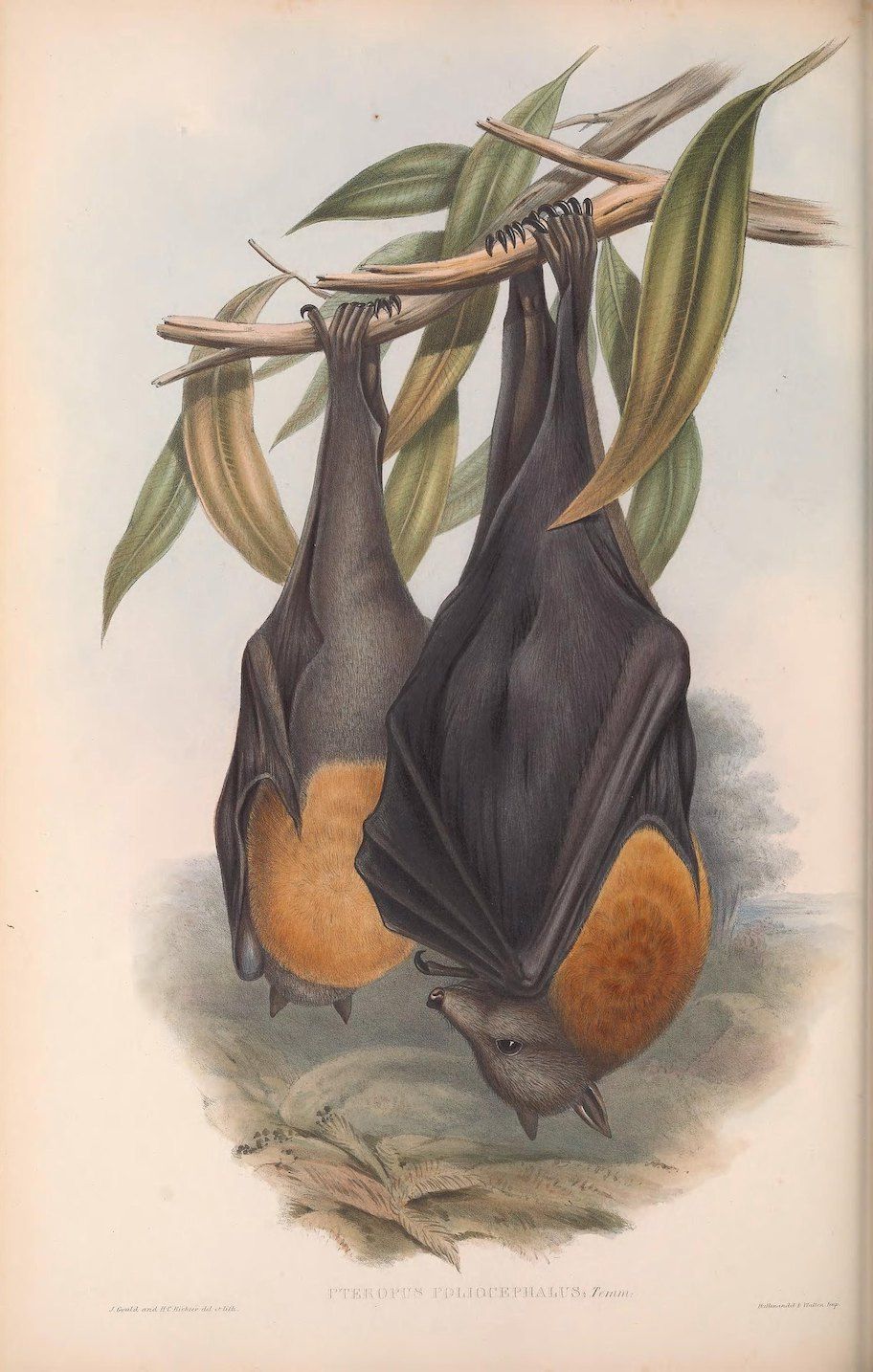 Vintage illustration of three bats hanging upside down from a branch with green leaves.