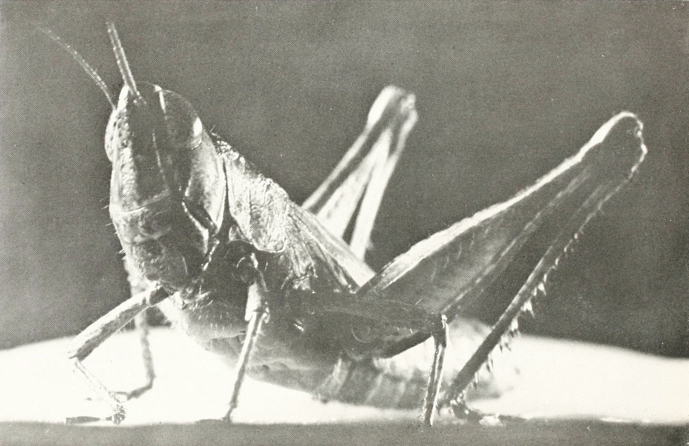 A black and white photograph of a grasshopper.