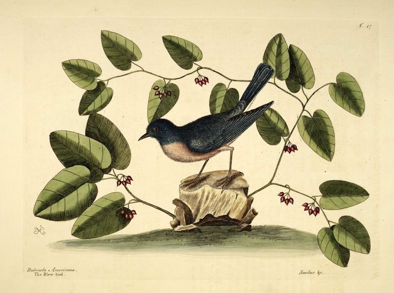 Vintage illustration of a bluebird perched on a stump surrounded by a plant with heart-shaped leaves and red flowers.
