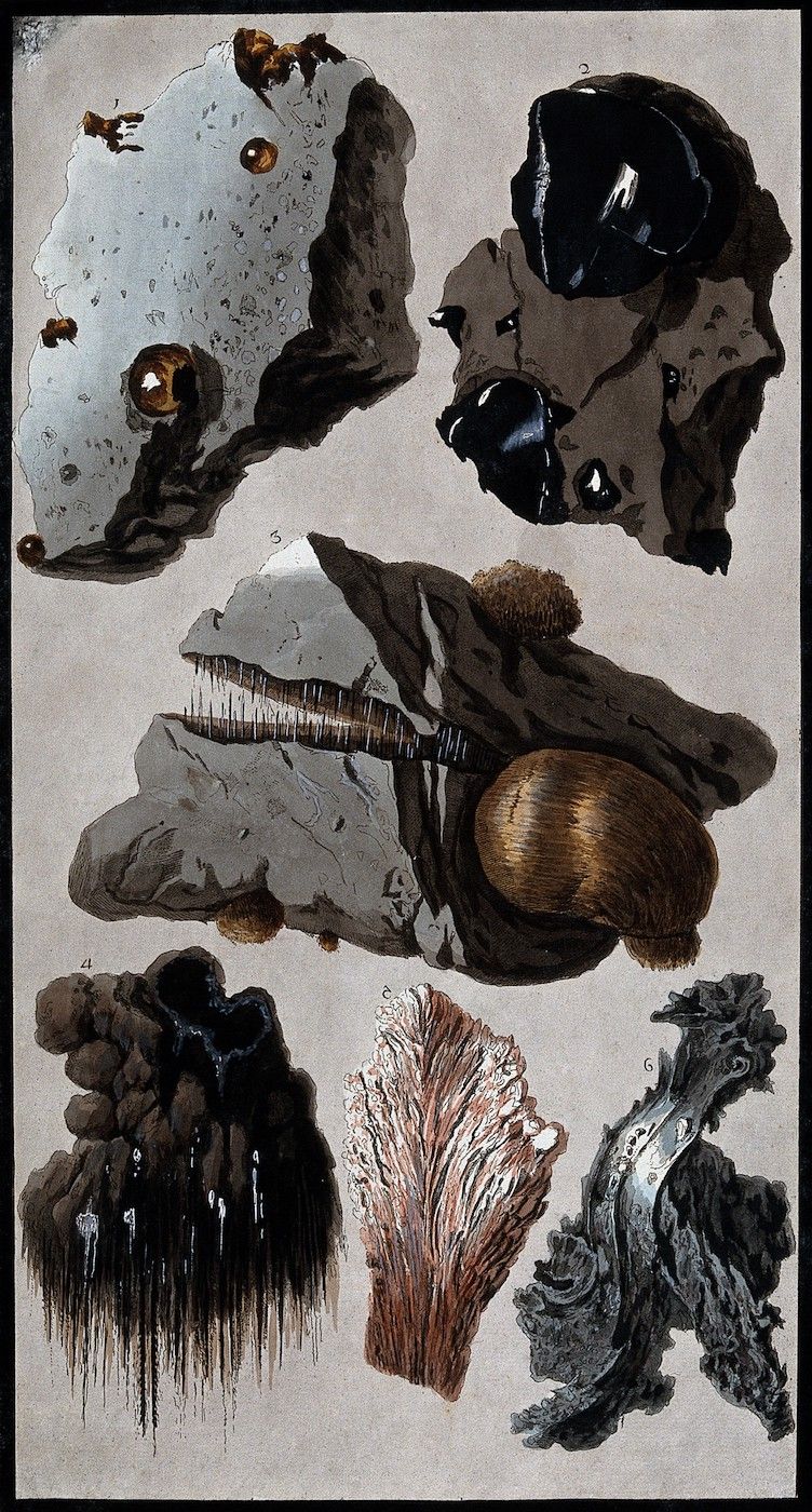 A detailed illustration featuring a collection of abstract, organic shapes in dark tones of brown, black, and white, evoking natural formations or biological structures.