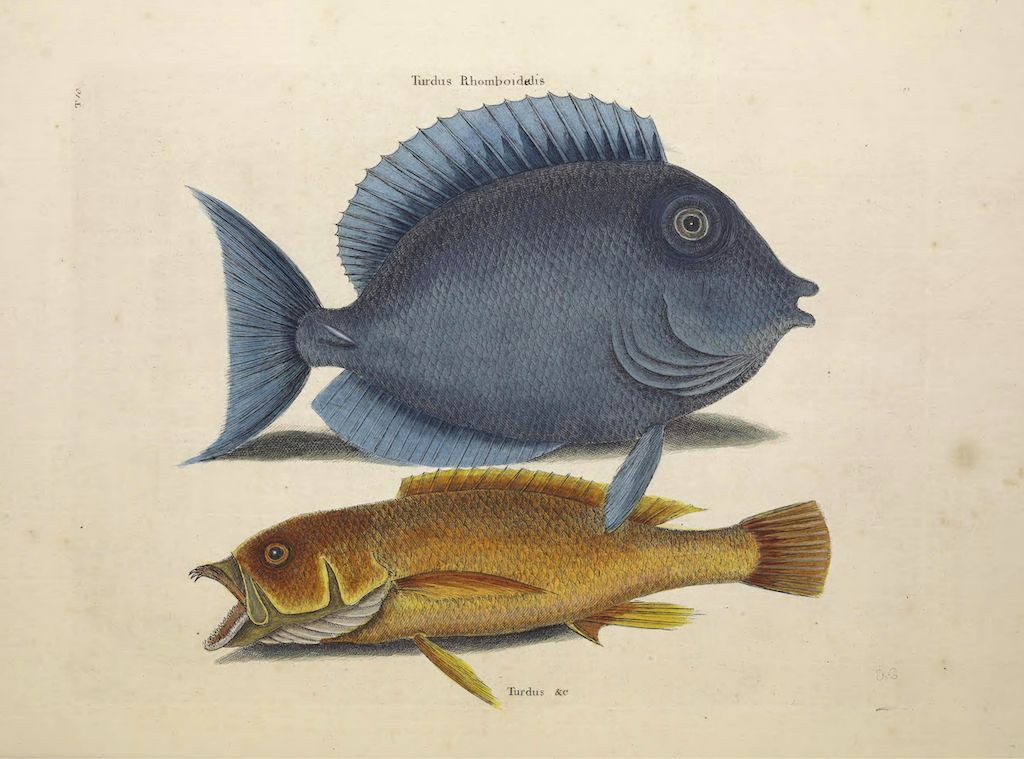 Vintage illustration of two fish, one dark blue and the other golden-orange, with detailed shading and labels.