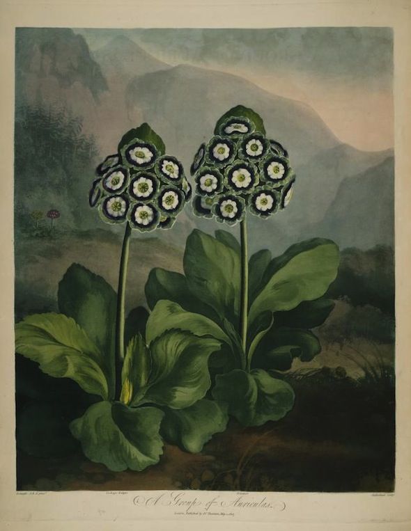 Botanical illustration of a plant with two flower heads and a mountain landscape background.