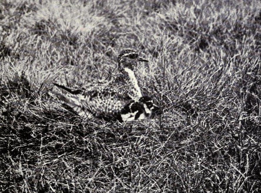 A black and white photograph of a bird camouflaged in tall grass.