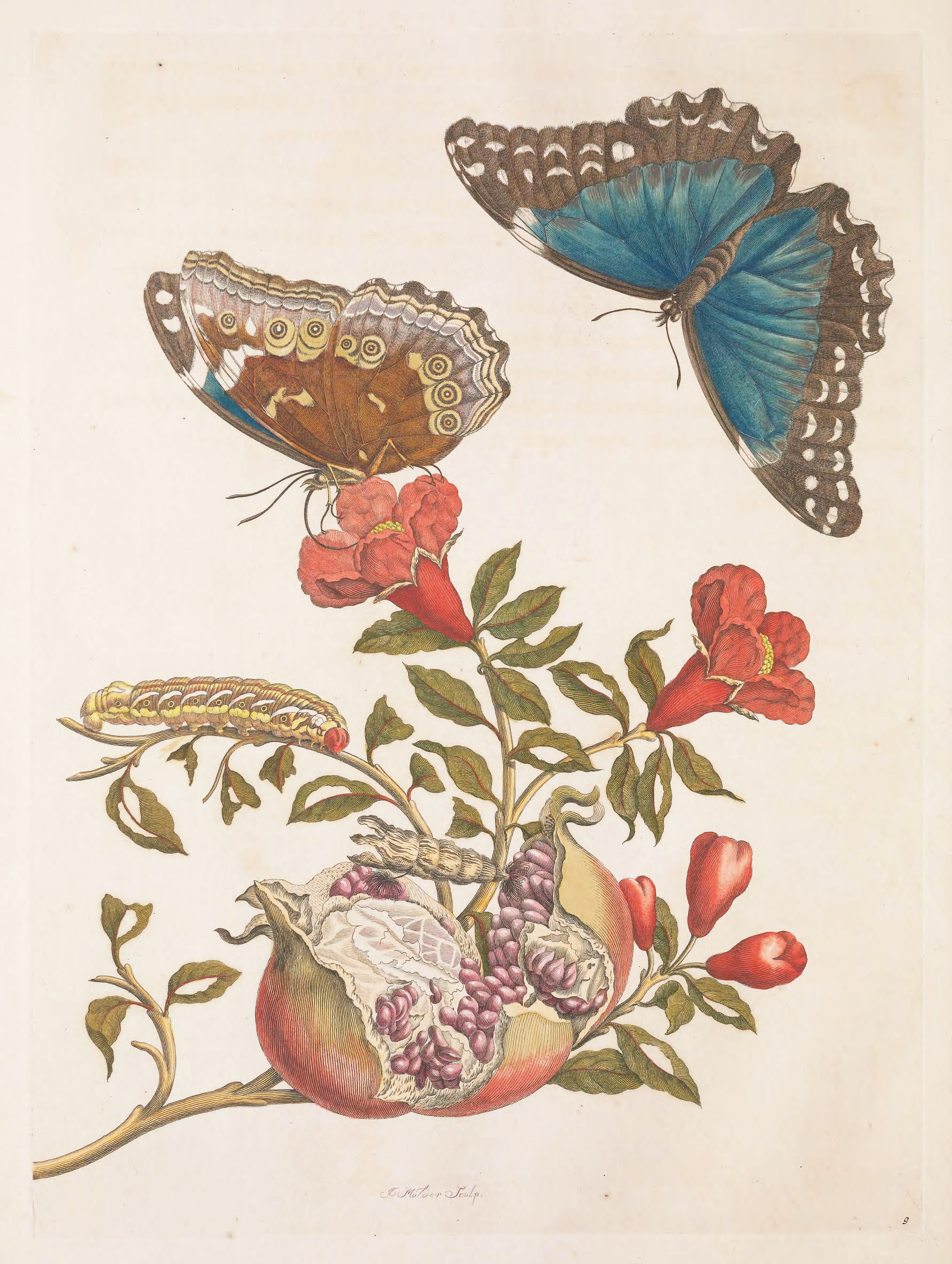 Vintage botanical illustration of a pomegranate plant with a butterfly life cycle depicted, including a caterpillar, chrysalis, and two butterflies.