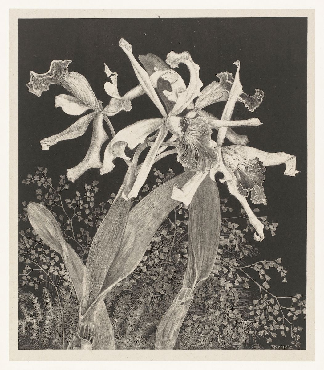 Black and white engraving of a flowering plant with delicate petals and dense foliage.