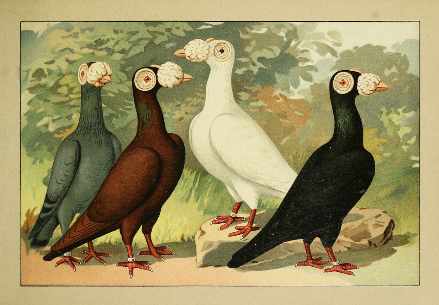 Vintage illustration of four pigeons with large, bulbous growths on their heads, each a different color (gray, brown, white, and black).