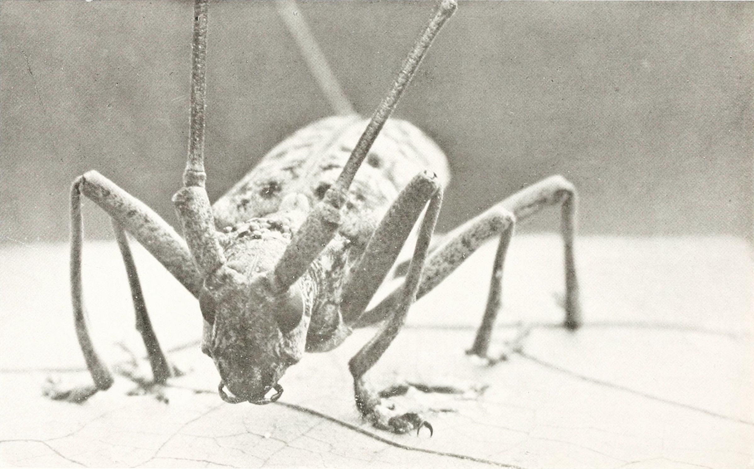 A black and white photograph of a grasshopper on a tiled floor.