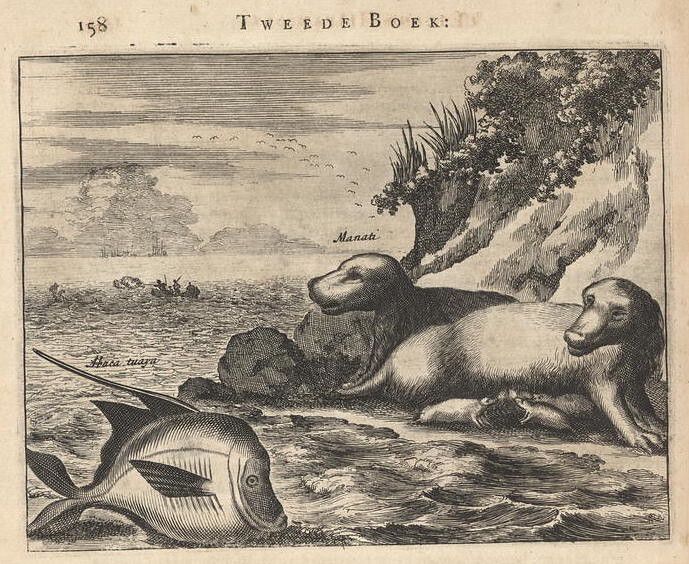 Vintage engraving of manatees and a fish in a marine environment.