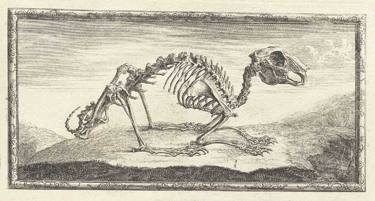 A black and white engraving of an animal skeleton in a natural setting, framed by an ornate border.