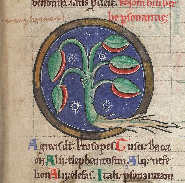 Close-up of an illuminated manuscript page with a large, circular initial letter filled with a botanical illustration of a plant with green leaves and white flowers.