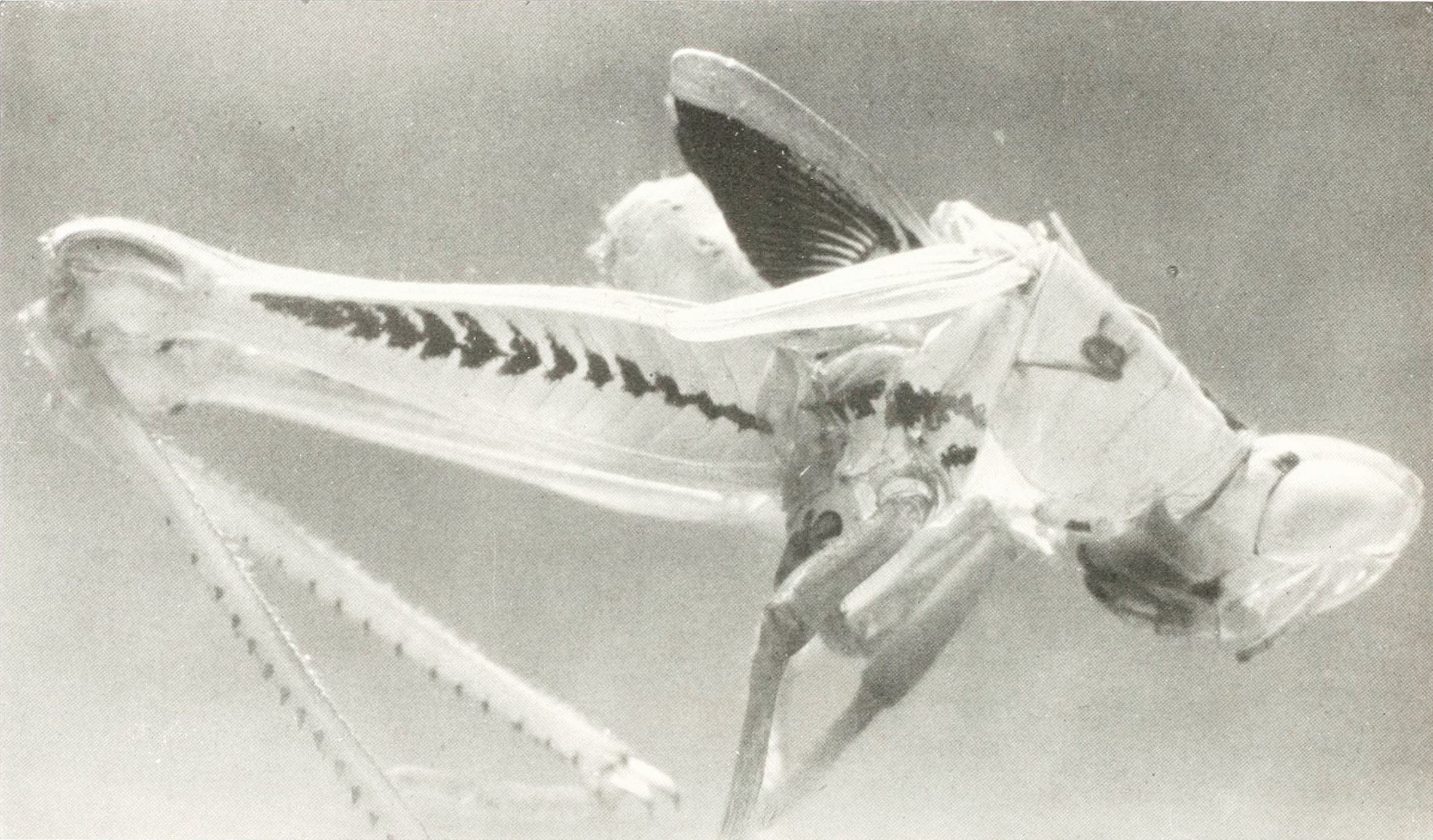 Black and white image of a grasshopper skeleton.