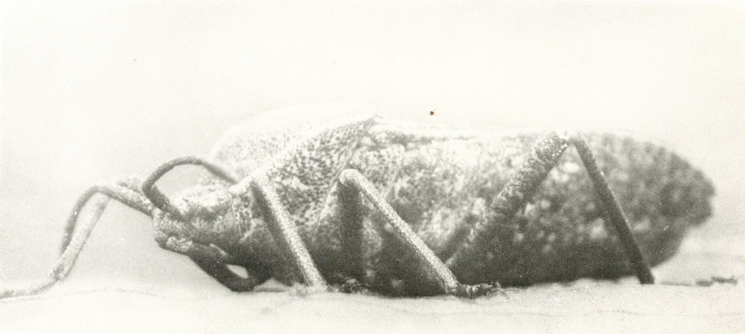 A black and white photograph of an ant covered in snow.