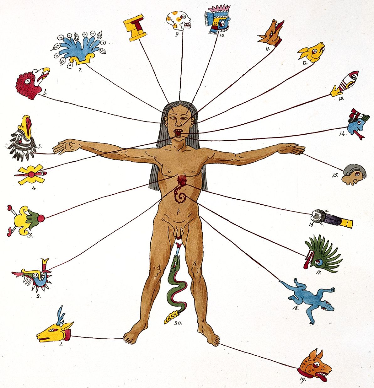 A detailed, colorful illustration reminiscent of an ancient Mesoamerican codex. It depicts a human figure with outstretched arms, seemingly dissected or with internal organs exposed. The figure is light-skinned with black hair and appears to be male. A red, heart-like organ is visible in the center of the chest, and a serpentine form winds down the abdomen. Radiating outwards from the figure are numerous colorful symbols and depictions of animals, objects, and body parts, each connected to the figure by a line.