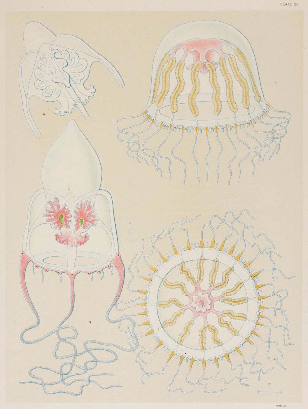 A vintage scientific illustration of four different jellyfish, numbered 1 through 4, with detailed drawings of their bell-shaped bodies and numerous tentacles. The illustration is on a pale yellow-beige background and is likely from a biological or zoological publication.