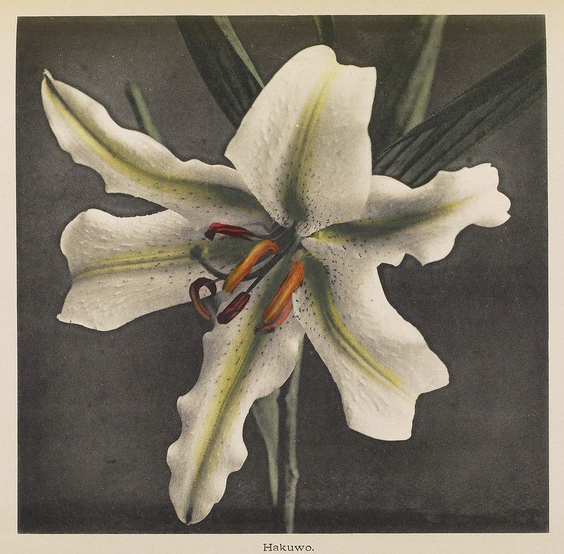 A vintage botanical illustration of a white lily, with six petals and a cluster of reddish-orange stamens in the center. The background is dark, creating a dramatic contrast with the flower.