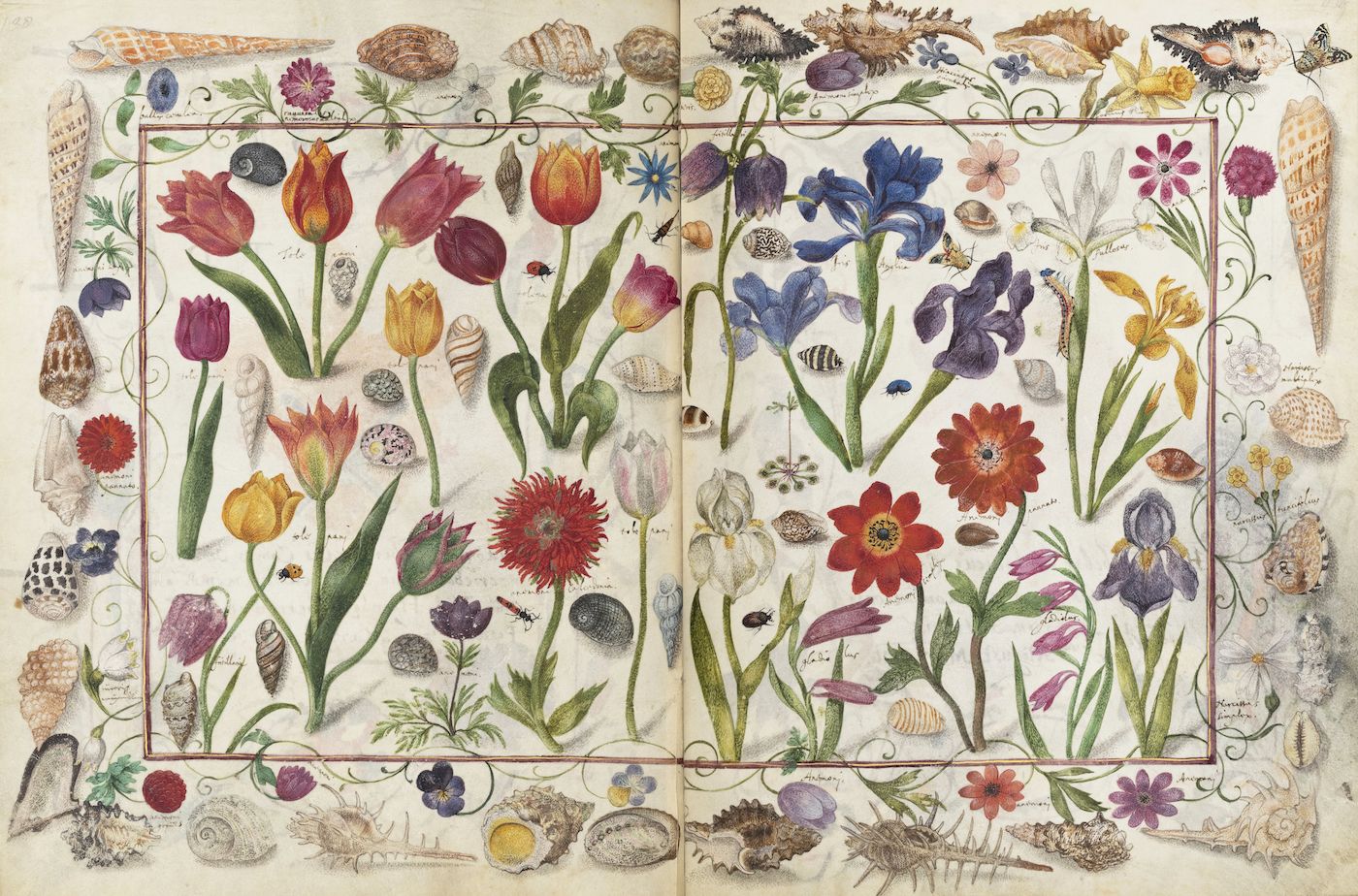 A detailed, antique-style illustration of a variety of flowers and shells, arranged within a decorative border.