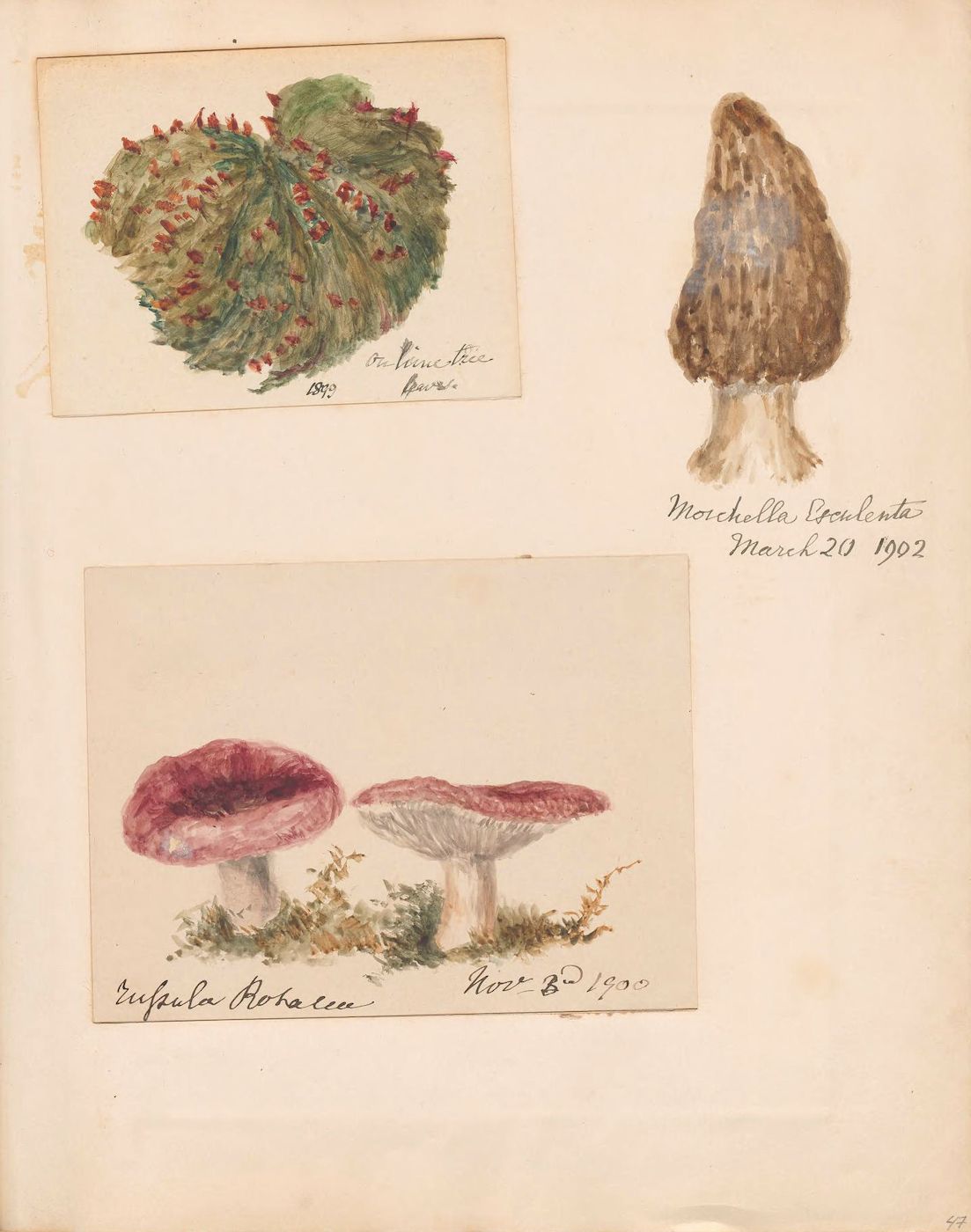 A vintage botanical illustration on a cream-colored paper background featuring three separate watercolor paintings of mushrooms.