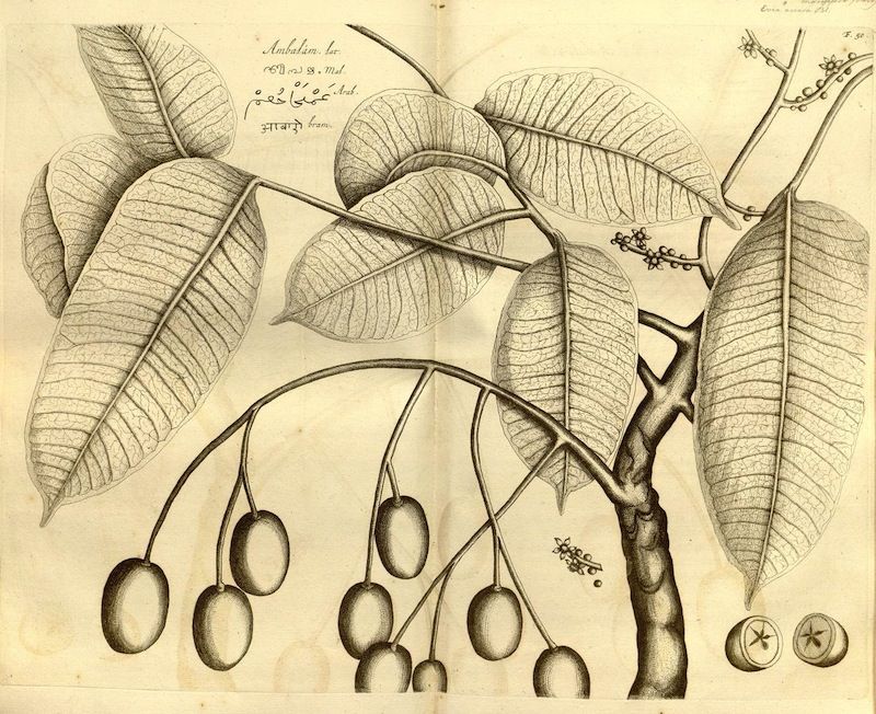 A detailed botanical illustration of a plant branch with leaves and fruit, done in a monochromatic style on a yellowish background.