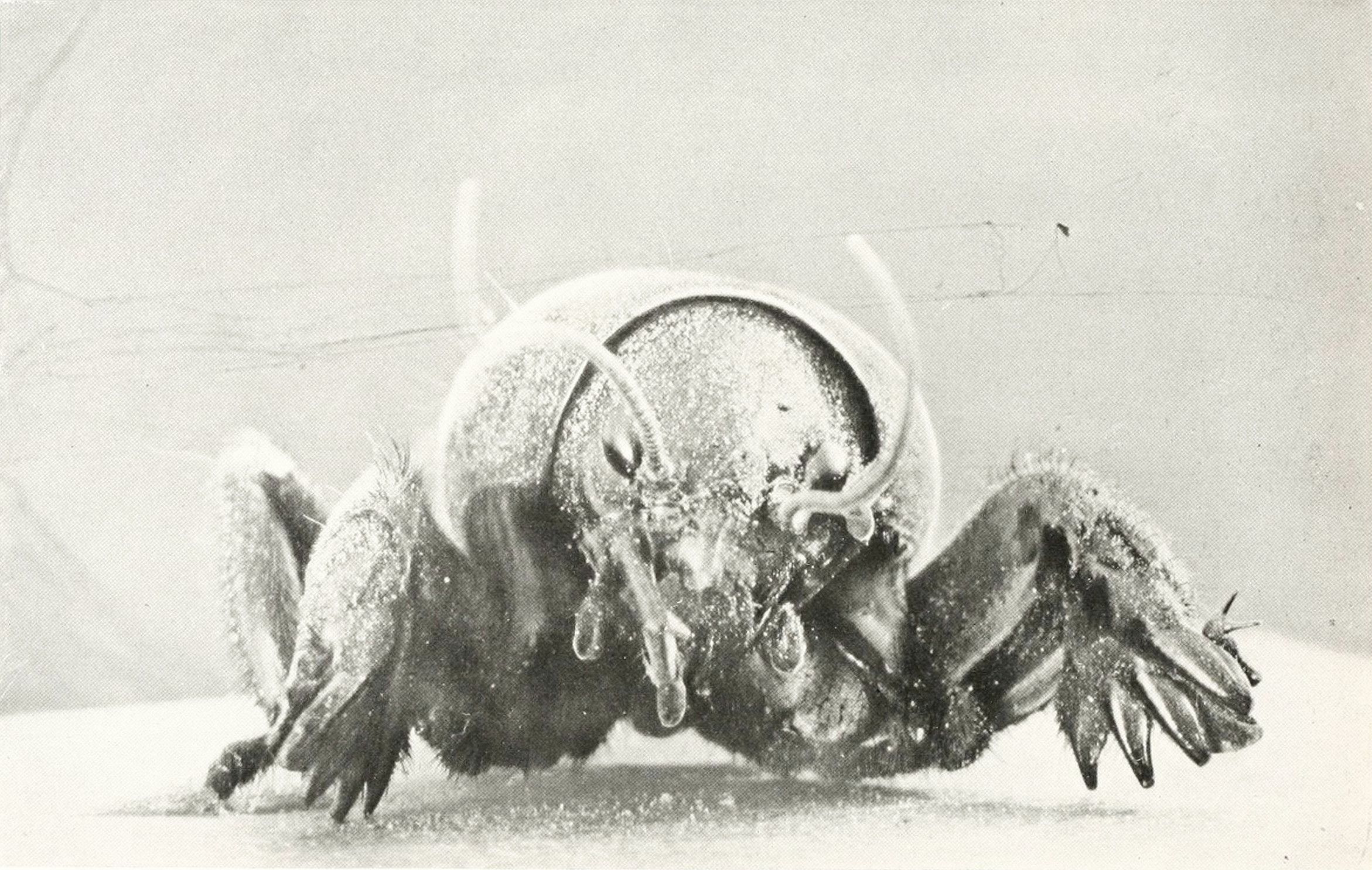 A vintage black and white photograph of a bison running through a blizzard.