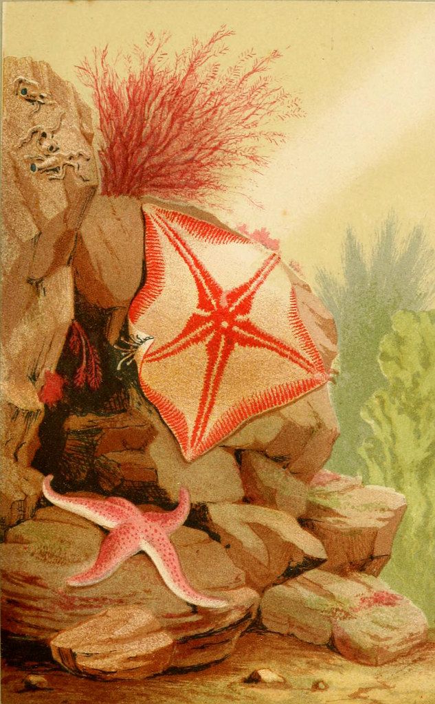Vintage illustration of a starfish and sea anemone on a rocky outcrop.