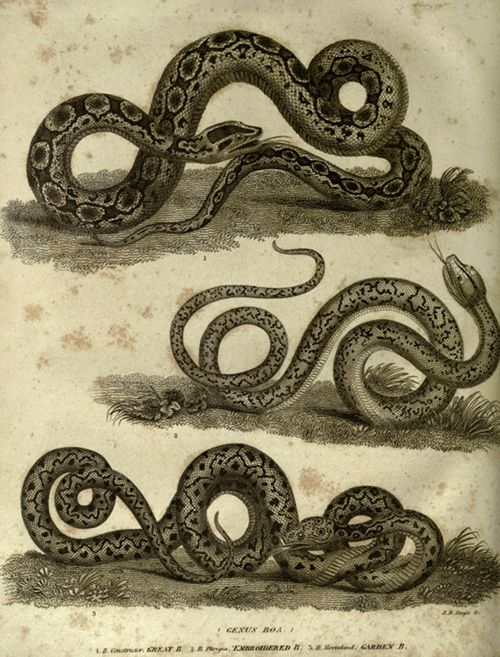 Vintage illustration of three boa constrictor snakes coiled in different poses, rendered in a detailed, engraved style.