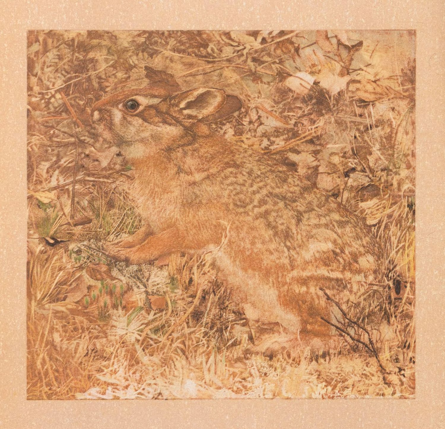 A sepia-toned image of a hare camouflaged in a field of grass and vegetation.