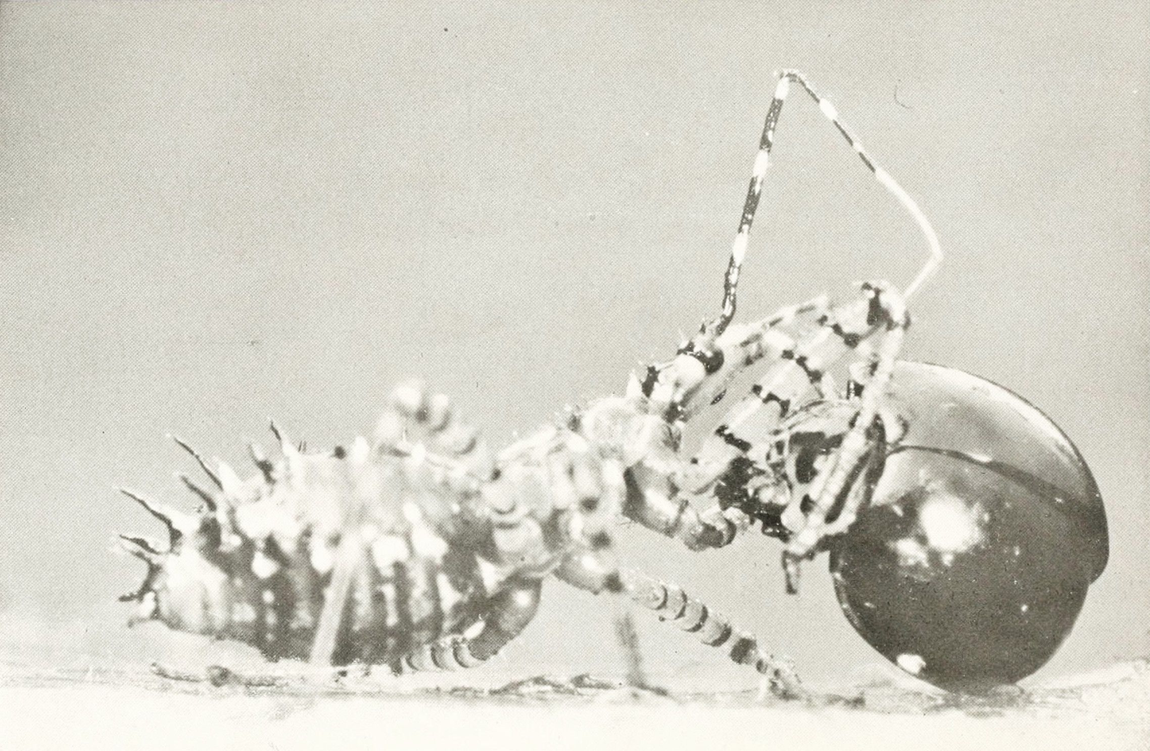 A black and white photograph of a spiky caterpillar clinging to a dark bulb, suspended by a string.