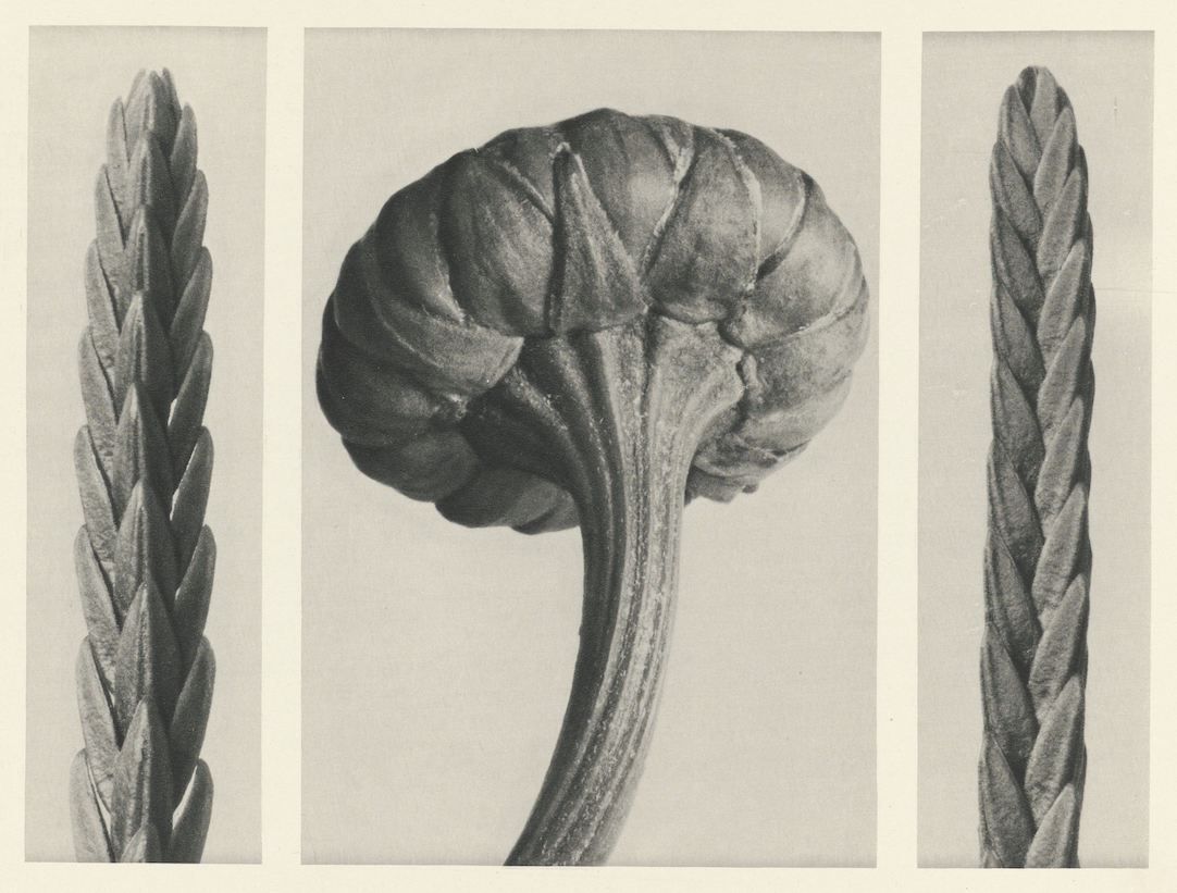 Vintage black and white triptych of a plant stem with a bulbous flower head.