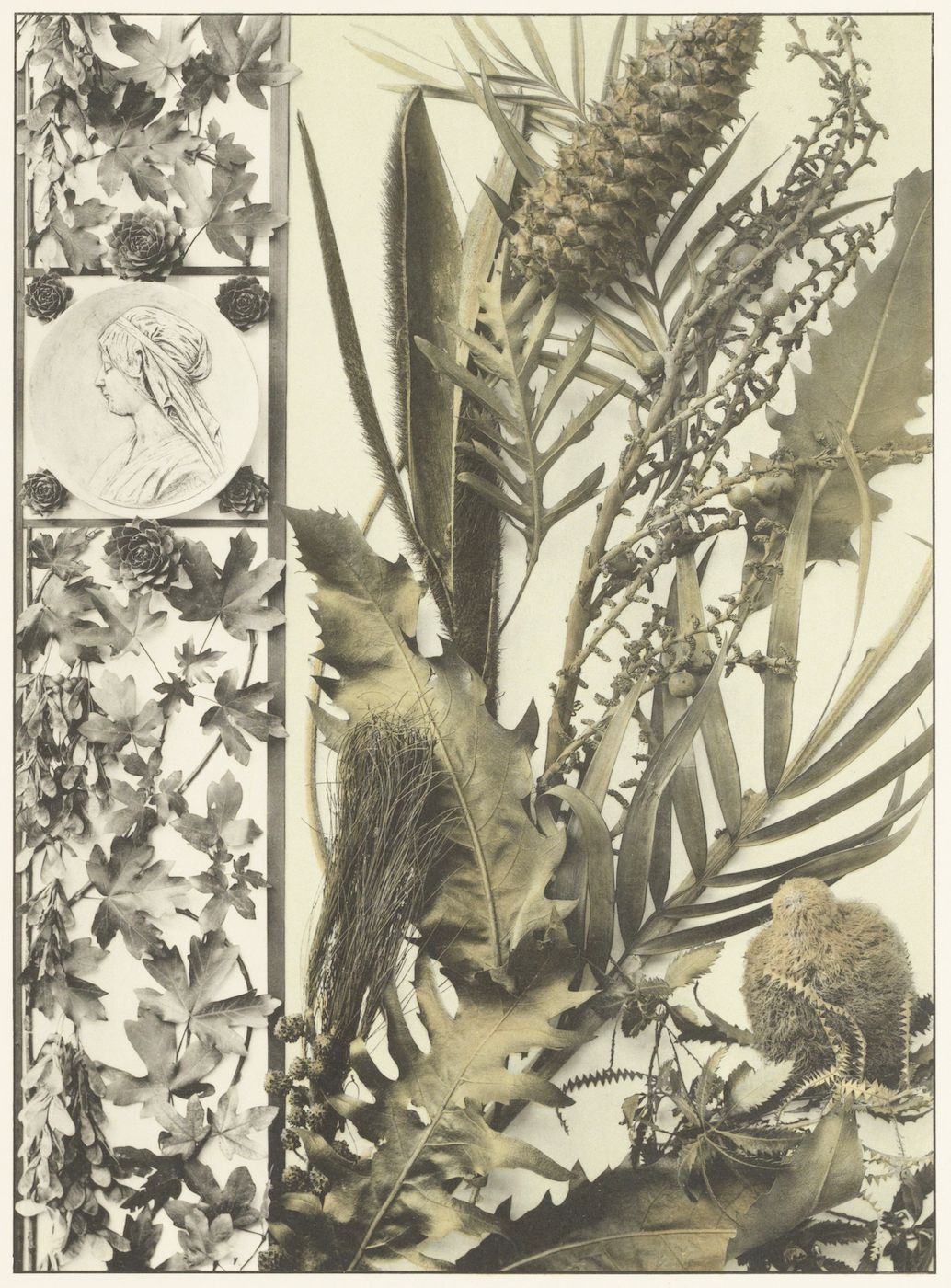 A sepia-toned photograph featuring a dense arrangement of botanical elements and a classical portrait. The composition is divided into sections, with a narrow vertical panel covered in vines and roses containing a small portrait of a woman. The majority of the image is filled with a profusion of plants and flowers, creating a sense of abundance and natural growth.
