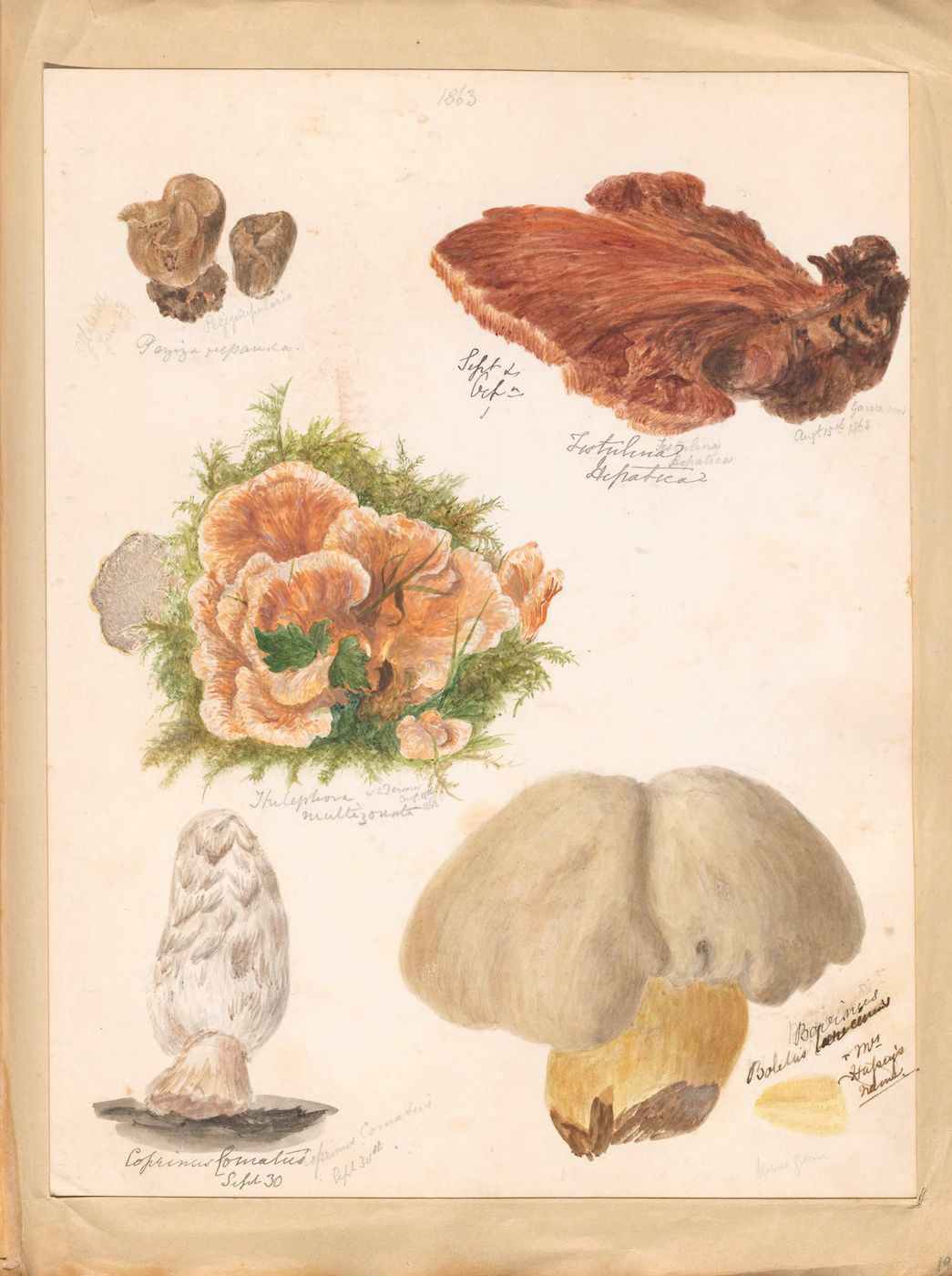 Vintage botanical illustration of various mushrooms with handwritten French labels.